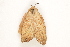  ( - BIOUG37663-C02)  @11 [ ] CreativeCommons - Attribution (2018) CBG Photography Group Centre for Biodiversity Genomics