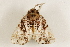  ( - BIOUG37663-E12)  @11 [ ] CreativeCommons - Attribution (2018) CBG Photography Group Centre for Biodiversity Genomics