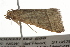  ( - BIOUG37462-E06)  @11 [ ] CreativeCommons - Attribution (2018) CBG Photography Group Centre for Biodiversity Genomics