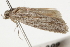  ( - BIOUG37467-A09)  @12 [ ] CreativeCommons - Attribution (2018) CBG Photography Group Centre for Biodiversity Genomics