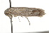  ( - BIOUG37467-D09)  @12 [ ] CreativeCommons - Attribution (2018) CBG Photography Group Centre for Biodiversity Genomics