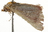  ( - BIOUG37469-B10)  @12 [ ] CreativeCommons - Attribution (2018) CBG Photography Group Centre for Biodiversity Genomics