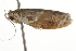  ( - BIOUG37469-B11)  @11 [ ] CreativeCommons - Attribution (2018) CBG Photography Group Centre for Biodiversity Genomics