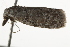 ( - BIOUG37469-C09)  @11 [ ] CreativeCommons - Attribution (2018) CBG Photography Group Centre for Biodiversity Genomics