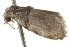  ( - BIOUG37469-C11)  @12 [ ] CreativeCommons - Attribution (2018) CBG Photography Group Centre for Biodiversity Genomics