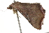  ( - BIOUG37469-F07)  @12 [ ] CreativeCommons - Attribution (2018) CBG Photography Group Centre for Biodiversity Genomics