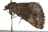  ( - BIOUG37471-A07)  @11 [ ] CreativeCommons - Attribution (2018) CBG Photography Group Centre for Biodiversity Genomics