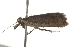  ( - BIOUG37471-B09)  @12 [ ] CreativeCommons - Attribution (2018) CBG Photography Group Centre for Biodiversity Genomics