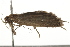  ( - BIOUG37471-E06)  @13 [ ] CreativeCommons - Attribution (2018) CBG Photography Group Centre for Biodiversity Genomics