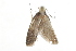  ( - BIOUG37471-H04)  @12 [ ] CreativeCommons - Attribution (2018) CBG Photography Group Centre for Biodiversity Genomics