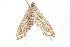  ( - BIOUG37473-C12)  @13 [ ] CreativeCommons - Attribution (2018) CBG Photography Group Centre for Biodiversity Genomics