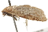 ( - BIOUG37473-G05)  @12 [ ] CreativeCommons - Attribution (2018) CBG Photography Group Centre for Biodiversity Genomics