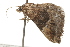  ( - BIOUG37473-G09)  @11 [ ] CreativeCommons - Attribution (2018) CBG Photography Group Centre for Biodiversity Genomics
