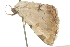  ( - BIOUG37474-A10)  @12 [ ] CreativeCommons - Attribution (2018) CBG Photography Group Centre for Biodiversity Genomics