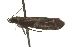  ( - BIOUG37474-B01)  @11 [ ] CreativeCommons - Attribution (2018) CBG Photography Group Centre for Biodiversity Genomics