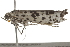  ( - BIOUG37475-A07)  @12 [ ] CreativeCommons - Attribution (2018) CBG Photography Group Centre for Biodiversity Genomics