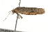  ( - BIOUG37475-C03)  @12 [ ] CreativeCommons - Attribution (2018) CBG Photography Group Centre for Biodiversity Genomics