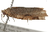  ( - BIOUG37475-E08)  @12 [ ] CreativeCommons - Attribution (2018) CBG Photography Group Centre for Biodiversity Genomics