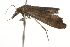 ( - BIOUG37475-E11)  @11 [ ] CreativeCommons - Attribution (2018) CBG Photography Group Centre for Biodiversity Genomics