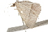  ( - BIOUG37476-D09)  @11 [ ] CreativeCommons - Attribution (2018) CBG Photography Group Centre for Biodiversity Genomics