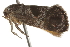  ( - BIOUG37477-E02)  @11 [ ] CreativeCommons - Attribution (2018) CBG Photography Group Centre for Biodiversity Genomics