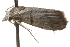  ( - BIOUG37477-F05)  @12 [ ] CreativeCommons - Attribution (2018) CBG Photography Group Centre for Biodiversity Genomics