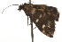  ( - BIOUG37478-A02)  @11 [ ] CreativeCommons - Attribution (2018) CBG Photography Group Centre for Biodiversity Genomics