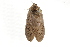  ( - BIOUG37653-F06)  @11 [ ] CreativeCommons - Attribution (2018) CBG Photography Group Centre for Biodiversity Genomics