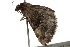  ( - BIOUG37657-D07)  @11 [ ] CreativeCommons - Attribution (2018) CBG Photography Group Centre for Biodiversity Genomics