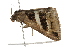  ( - BIOUG37658-D06)  @12 [ ] CreativeCommons - Attribution (2018) CBG Photography Group Centre for Biodiversity Genomics