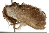  ( - BIOUG37659-A10)  @11 [ ] CreativeCommons - Attribution (2018) CBG Photography Group Centre for Biodiversity Genomics