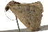  ( - BIOUG37659-D08)  @12 [ ] CreativeCommons - Attribution (2018) CBG Photography Group Centre for Biodiversity Genomics