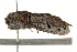  ( - BIOUG37660-D06)  @11 [ ] CreativeCommons - Attribution (2018) CBG Photography Group Centre for Biodiversity Genomics