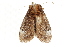  ( - BIOUG37660-E03)  @11 [ ] CreativeCommons - Attribution (2018) CBG Photography Group Centre for Biodiversity Genomics