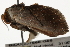  ( - BIOUG37660-G05)  @11 [ ] CreativeCommons - Attribution (2018) CBG Photography Group Centre for Biodiversity Genomics