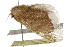 ( - BIOUG37660-H11)  @11 [ ] CreativeCommons - Attribution (2018) CBG Photography Group Centre for Biodiversity Genomics