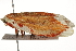  ( - BIOUG37661-B06)  @11 [ ] CreativeCommons - Attribution (2018) CBG Photography Group Centre for Biodiversity Genomics