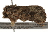  ( - BIOUG37661-C08)  @11 [ ] CreativeCommons - Attribution (2018) CBG Photography Group Centre for Biodiversity Genomics