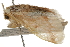  ( - BIOUG37661-G09)  @11 [ ] CreativeCommons - Attribution (2018) CBG Photography Group Centre for Biodiversity Genomics