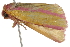  ( - BIOUG37661-H01)  @12 [ ] CreativeCommons - Attribution (2018) CBG Photography Group Centre for Biodiversity Genomics