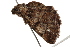  ( - BIOUG37662-A02)  @13 [ ] CreativeCommons - Attribution (2018) CBG Photography Group Centre for Biodiversity Genomics