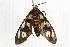  ( - BIOUG37662-F03)  @13 [ ] CreativeCommons - Attribution (2018) CBG Photography Group Centre for Biodiversity Genomics