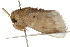  ( - BIOUG37662-G07)  @11 [ ] CreativeCommons - Attribution (2018) CBG Photography Group Centre for Biodiversity Genomics