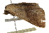  ( - BIOUG37739-B03)  @12 [ ] CreativeCommons - Attribution (2018) CBG Photography Group Centre for Biodiversity Genomics