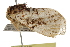  ( - BIOUG37739-C03)  @11 [ ] CreativeCommons - Attribution (2018) CBG Photography Group Centre for Biodiversity Genomics