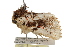  ( - BIOUG37740-A06)  @11 [ ] CreativeCommons - Attribution (2018) CBG Photography Group Centre for Biodiversity Genomics