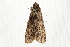  ( - BIOUG37740-F04)  @13 [ ] CreativeCommons - Attribution (2018) CBG Photography Group Centre for Biodiversity Genomics