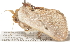  ( - BIOUG37741-A07)  @11 [ ] CreativeCommons - Attribution (2018) CBG Photography Group Centre for Biodiversity Genomics