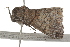  ( - BIOUG37741-A11)  @12 [ ] CreativeCommons - Attribution (2018) CBG Photography Group Centre for Biodiversity Genomics