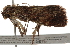  ( - BIOUG37741-C02)  @11 [ ] CreativeCommons - Attribution (2018) CBG Photography Group Centre for Biodiversity Genomics